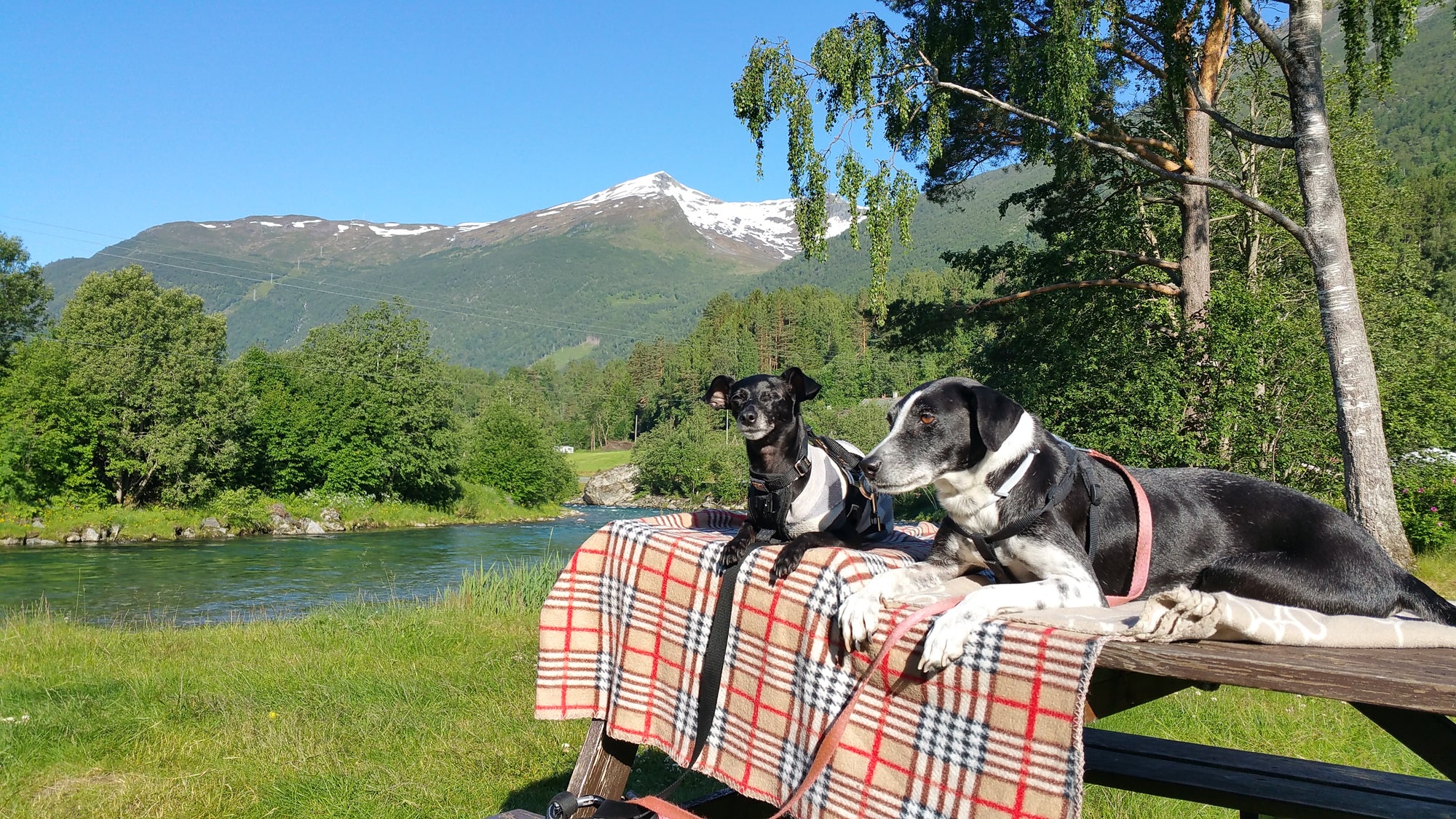 The Pack Track stopped at a campsite in southern Norway beside a river. Weeti and Shadow rested on the picnic table enjoying the sunshine after a long days ride.